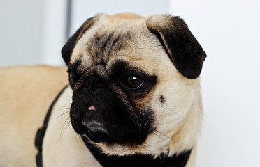 Pug dog 