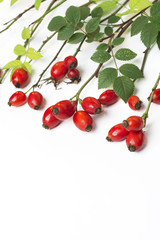 bunch of fresh dog rose on white background. Different types Rosa canina hips - selective focus. room for text 