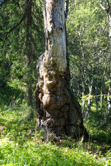 Trunk with expression