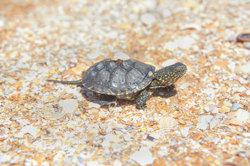 turtle on the beach with shells