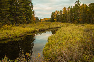 Northern Minnesota swampland in fall