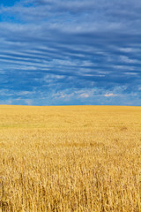 Wheat fields and clouds in Billings, Montana. 
