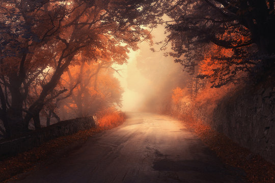Fototapeta Mistycznej jesieni czerwony las z drogą w mgle. Spadają mgliste lasy. Kolorowy krajobraz z drzewami, wiejską drogą, pomarańczowymi i czerwonymi liśćmi oraz żółtą mgłą. Podróżować. Jesienne tło. Magiczny ciemny las. Bajka