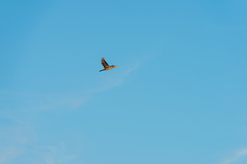 Fototapeta na wymiar Bird flying in a blue sky at sunrise