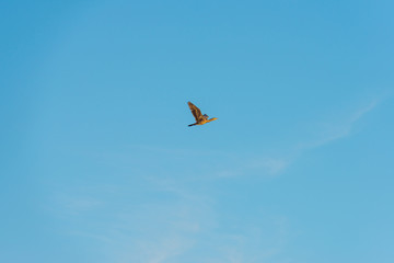 Bird flying in a blue sky at sunrise