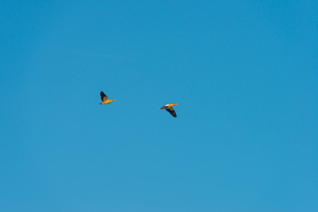 Birds flying in a blue sky at sunrise