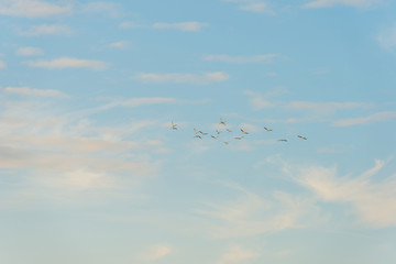 Birds flying in a blue sky at sunrise