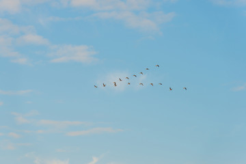 Birds flying in a blue sky at sunrise