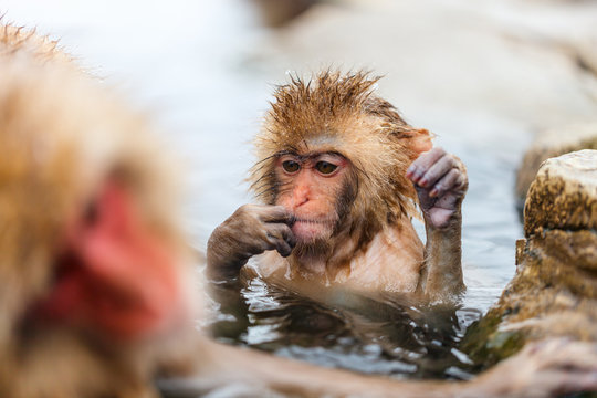 Baby Snow Monkey