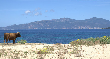 vache corse
