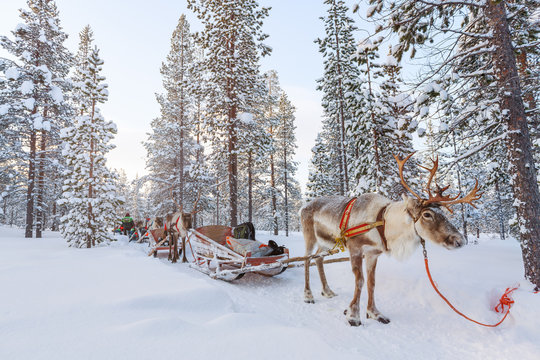Fototapeta Reindeer safari