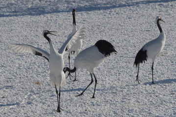 丹頂鶴　Japanese crane - 123852353