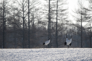 丹頂鶴　Japanese crane - 123852381