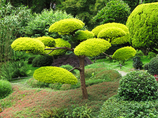 Maine-et-Loire - Parc oriental de Maulévrier - Niwaki, un arbre taillé en nuages © Marytog