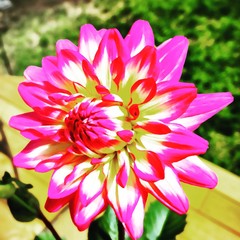 Obraz premium Electric pink dahlia