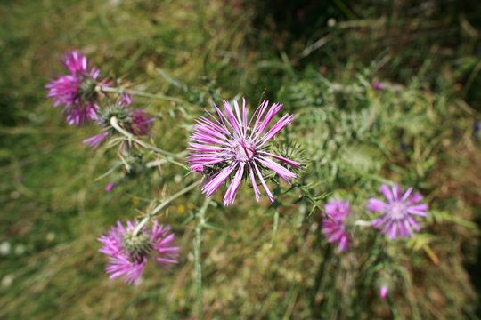 chardons m&eacute;diterran&eacute;en