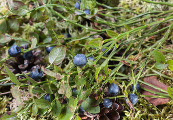 Ripe blueberries on the Bush in the sun