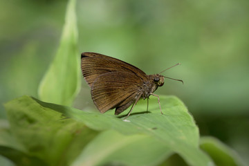 Butterfly in Thailand.