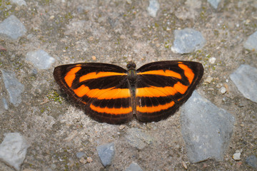 Butterfly in Thailand.