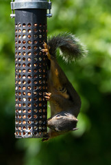 Squirrel and Bird Feeder