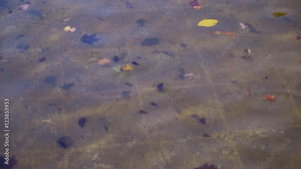 Poster clear water in fountain with leaves different colors like red, yellow, green. background bottom of t