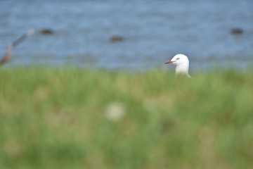 Red-billed gull behind blurry layer of green grass with blue water blurry background.