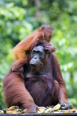 Mother and baby orang-utan in their native habitat. Rainforest of Borneo.