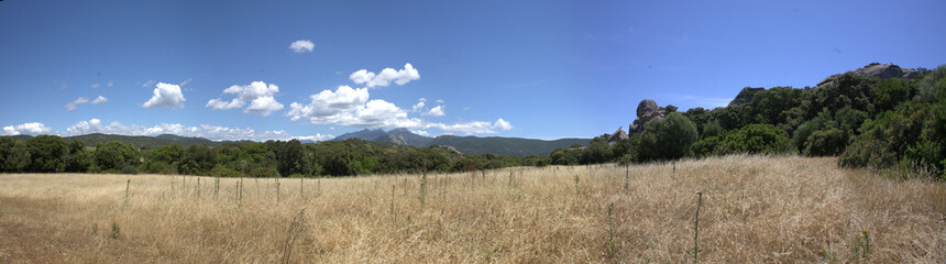 champ d'herbes hautes corse
