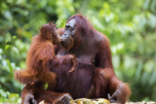 Mother and baby orang-utan in their native habitat. Rainforest of Borneo.