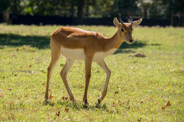 Young Male Lechwe 