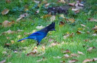 STELLER'S JAY