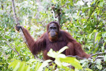 An orang-utan in its native habitat. Rainforest of Borneo.