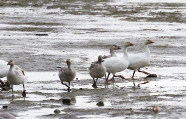 Snow Goose