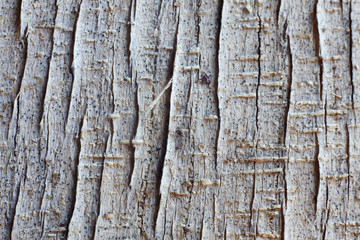 weathered crack wooden panel as background.