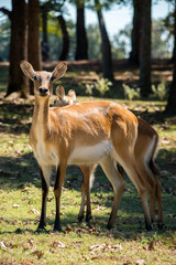 Lechwe female with young