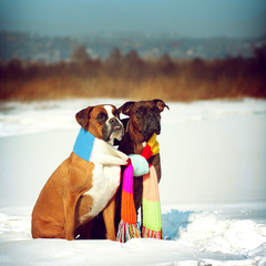 two dogs of breed boxer sitting in the winter on snow, associate