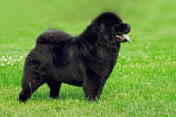 beautiful dog breed Chow Chow rare black color is to show the po
