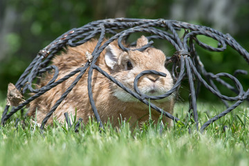Rabbit in cage