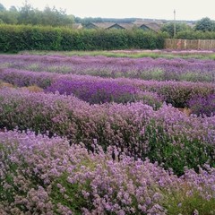 Naklejka na ściany i meble Lavender farm in Cotswolds, UK