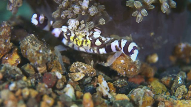 Harlequin Swimming Crab. Portunidae, Lissocarcinus laevis. Close up