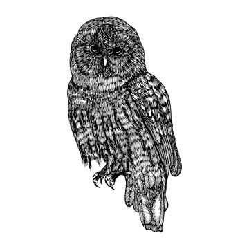 Bird, owl ink line drawing, hand drawn illustration. Vector.