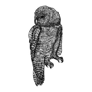 Bird, owl ink line drawing, hand drawn illustration. Vector.