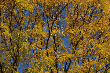 Fototapeta premium Close up of autumn tee with yellow leaves