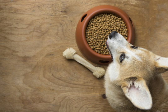 A corgi dog besides a bowl of kibble food..