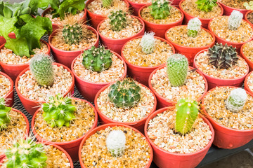 Cactus in pot.domestic cactus closeup.cactuses of various grades in the Flower market. The flower market is one of sights of the city