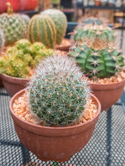 Cactus in pot.domestic cactus closeup.cactuses of various grades in the Flower market. The flower market is one of sights of the city