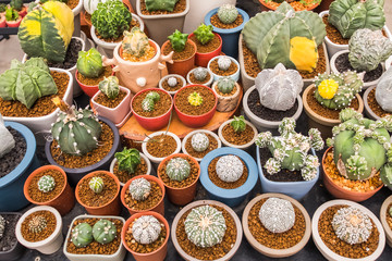 Cactus in pot.domestic cactus closeup.cactuses of various grades in the Flower market. The flower market is one of sights of the city