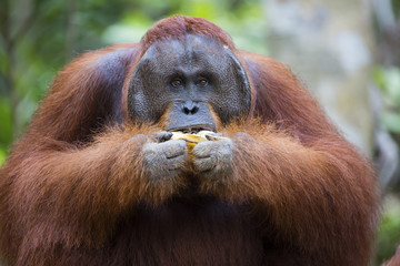 Obraz premium Male orang-utan eating a banana in his native habitat. Rainforest of Borneo.