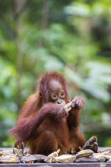 A baby orang-utan eating a banana in its native habitat. Rainforest of Borneo.