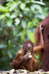 A baby orang-utan staying close to its mother in their native habitat. Rainforest of Borneo.